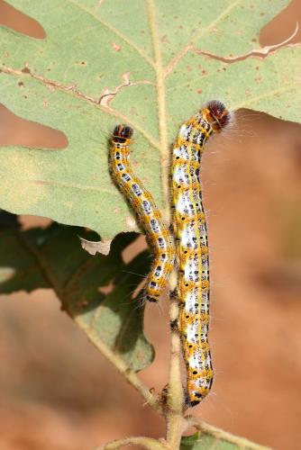 Phalera bucephala